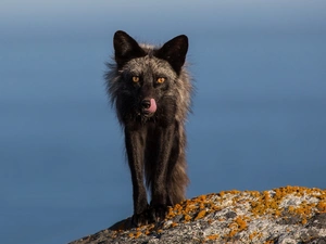 Rocks, Black, Wolf