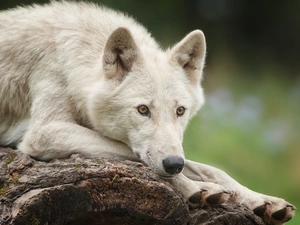 Rocks, White, Wolf