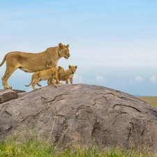 Rocks, Lioness, young