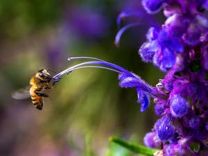 Violet, rods, bee, Colourfull Flowers