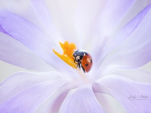 ladybird, Close, Yellow, rods, Colourfull Flowers