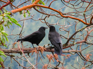 Twigs, Two cars, Rooks