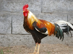 rooster