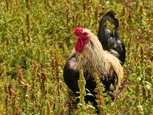 rooster, Bird