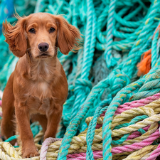 dog, color, ropes, Cocker Spaniel