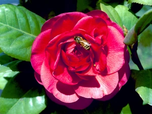 bee, red hot, rose
