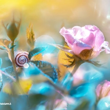 Flowers, snail, blur, rose