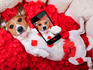 flakes, Jack Russell Terrier, Selfie, Funny, Telephone, rose