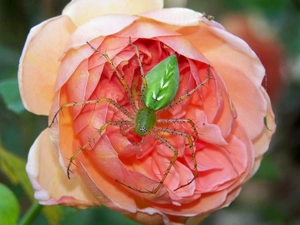rose, Green, Spider