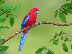 Rosella Kings, twig