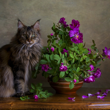 cat, roses, bowl, Maine Coon