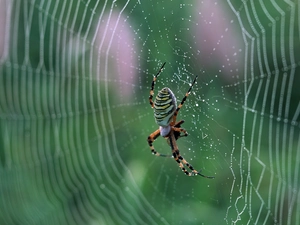 drops, Rosy, Argiope, Web, Spider