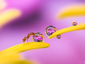 drops, Rosy, flakes, flowers, ant