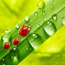 Rosy, stalk, ladybugs, drops, Three