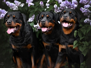 Rottweiler, Three, Dogs
