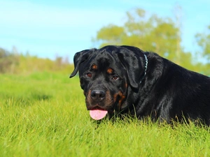 Rottweiler, grass