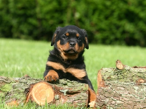 Rottweiler, dog, Puppy