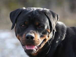 Rottweiler, Tounge