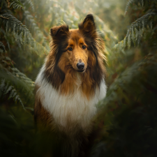 fern, dog, Collie rough