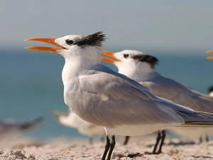 Royal terns