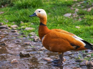 Ruddy Shelduck, duck