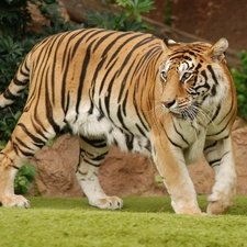 tiger, run