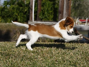 Alpine Dutch, young, running