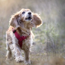English Cocker Spaniel, dog, fuzzy, Meadow, braces, running