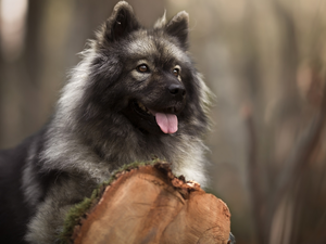 Rurasier Spitz, trunk