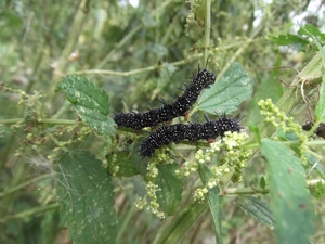 Rusalka, Foraging, tracks