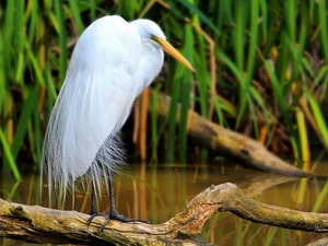 lake, heron, blur, rushes