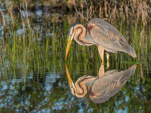 lake, reflection, heron, rushes