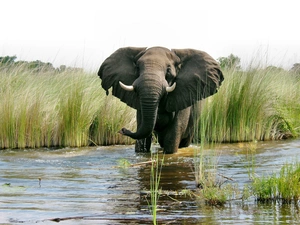 rushes, Elephant, water