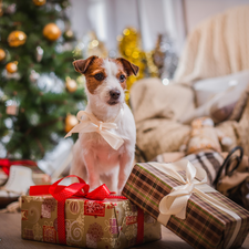 gifts, christmas, Jack Russell Terier, Loop, dog