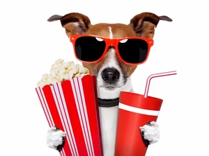 drink, Popcorn, Jack Russell Terrier, Glasses, dog