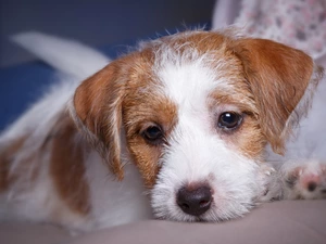 Jack Russell Terier, dog, Puppy