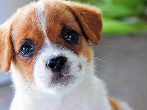 Jack Russell Terrier, dog, Puppy