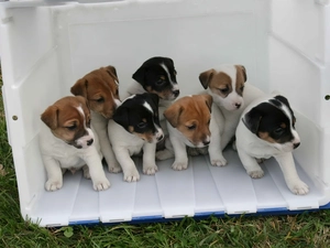 Jack Russell Terrier, Seven, sweet