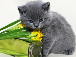 cat, blue, Flowers, russian