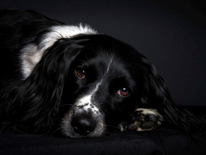 English, sad, Eyes, Springer spaniel