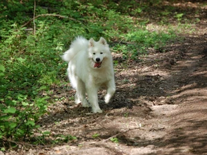 doggy, land, green, Samojed