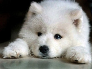 Samojed, White, doggy