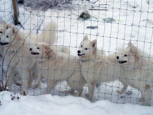 Samojed, fence
