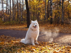 forest, dog, Leaf, Samojed, White, Way, autumn