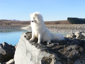 Samojed, View