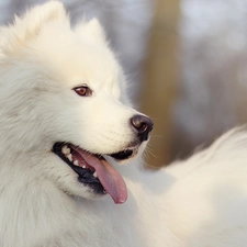 Samojed, dog, White