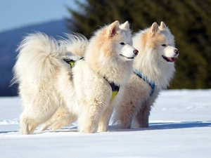winter, snow, Dogs, Samojedy, Two cars