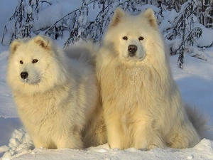winter, Two cars, Samojedy