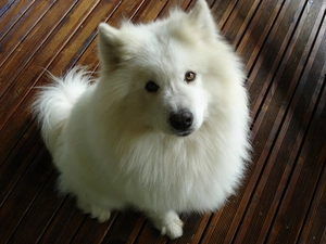 Samoyed, White, doggy