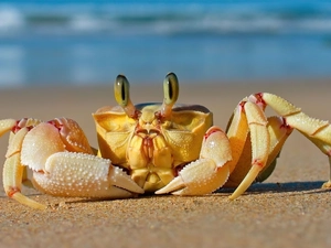 Beaches, crab, pliers, Sand